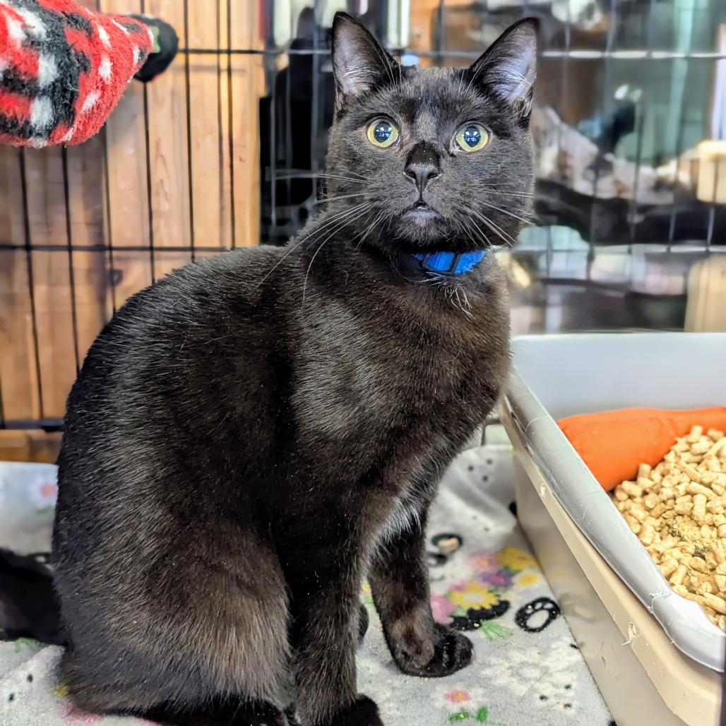 Enlarge Josh, a Adoptable Domestic Short Hair in Buffalo, NY image 2/3