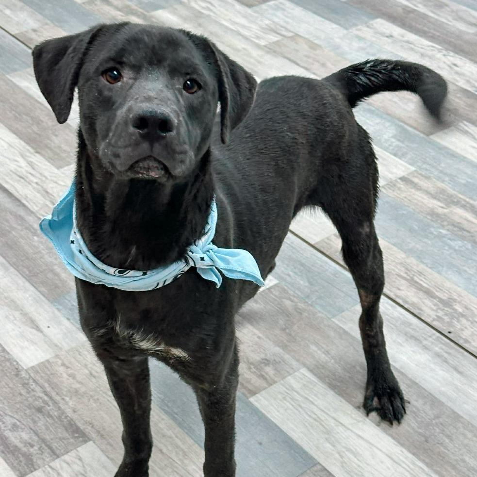 Enlarge Hamlet, a Adoptable Labrador Retriever in Lufkin, TX image 1/3