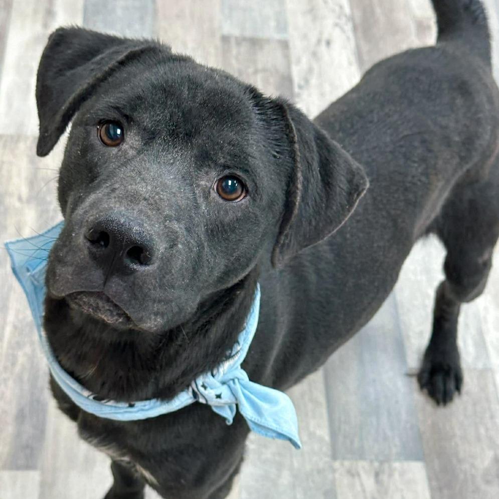 Enlarge Hamlet, a Adoptable Labrador Retriever in Lufkin, TX image 2/3