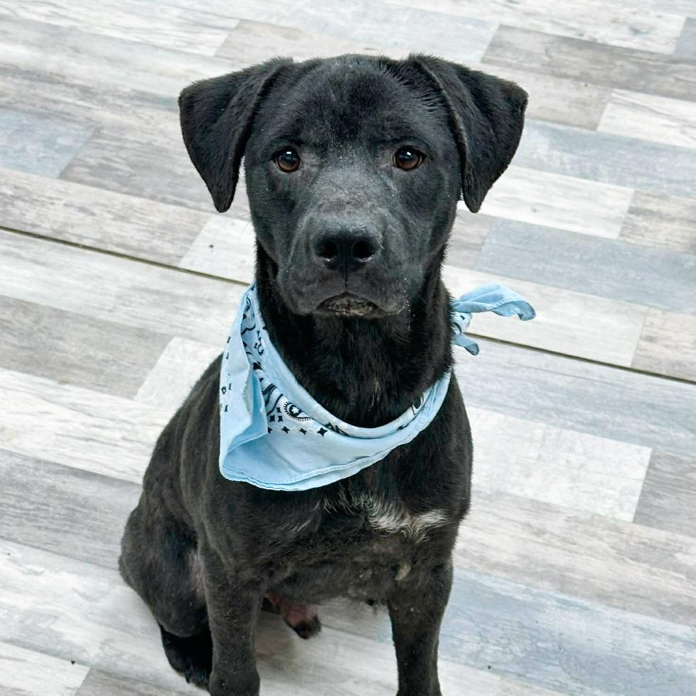 Enlarge Hamlet, a Adoptable Labrador Retriever in Lufkin, TX image 3/3