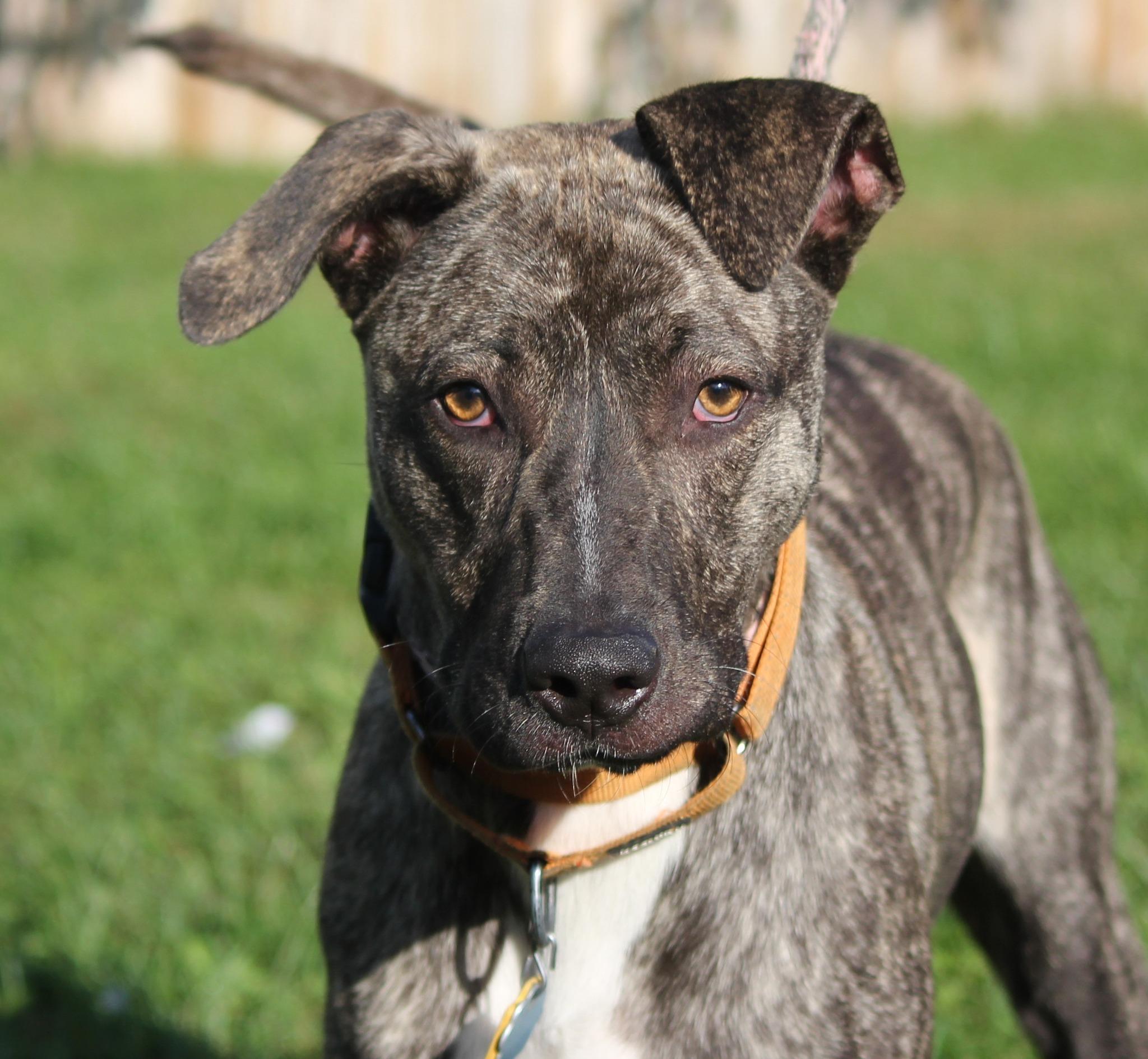 Big Mac, an adoptable Mixed Breed in Hayward, WI, 54843 | Photo Image 1