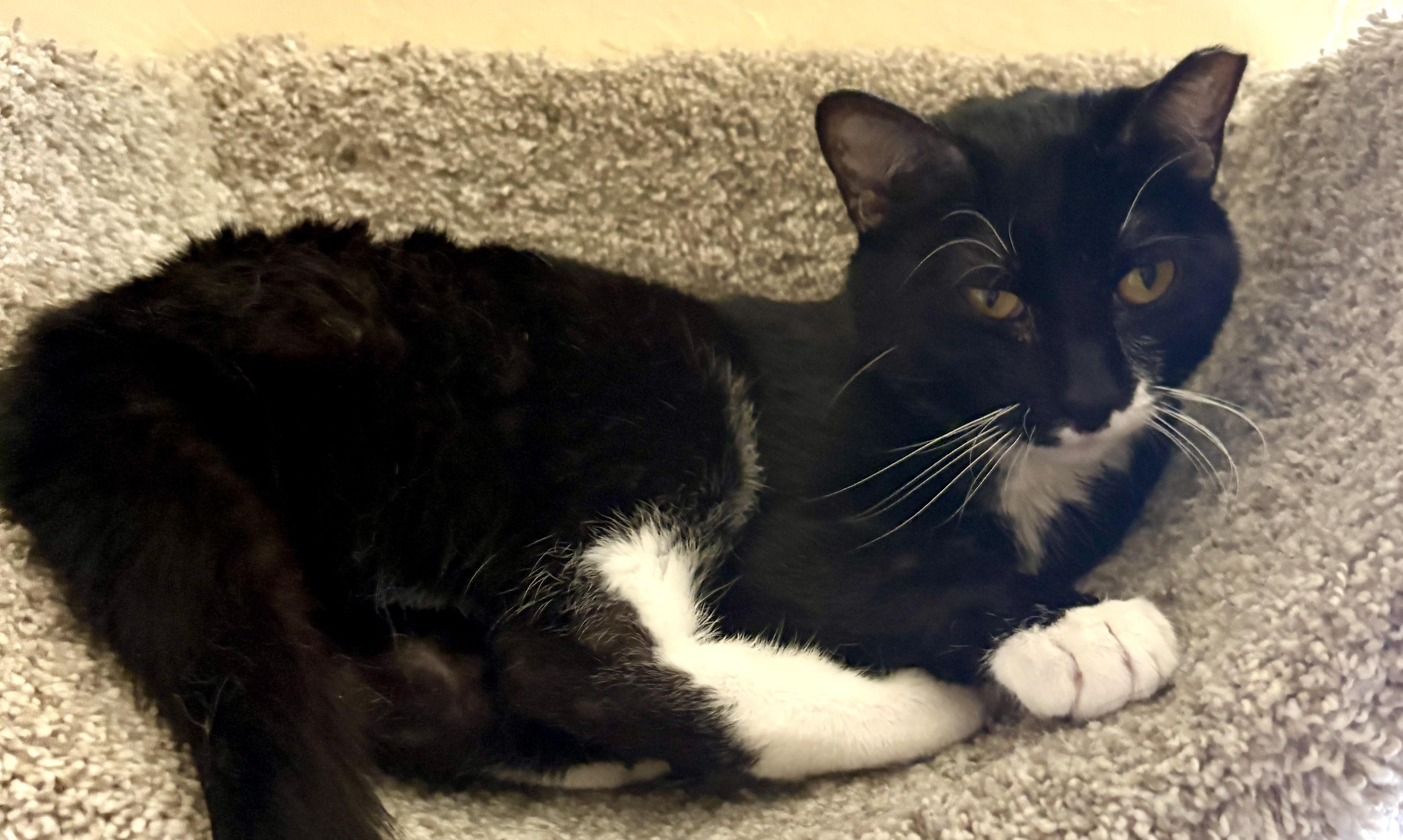 MOON PIE, a ADOPTABLE Tuxedo in Prescott, AZ image 3/5