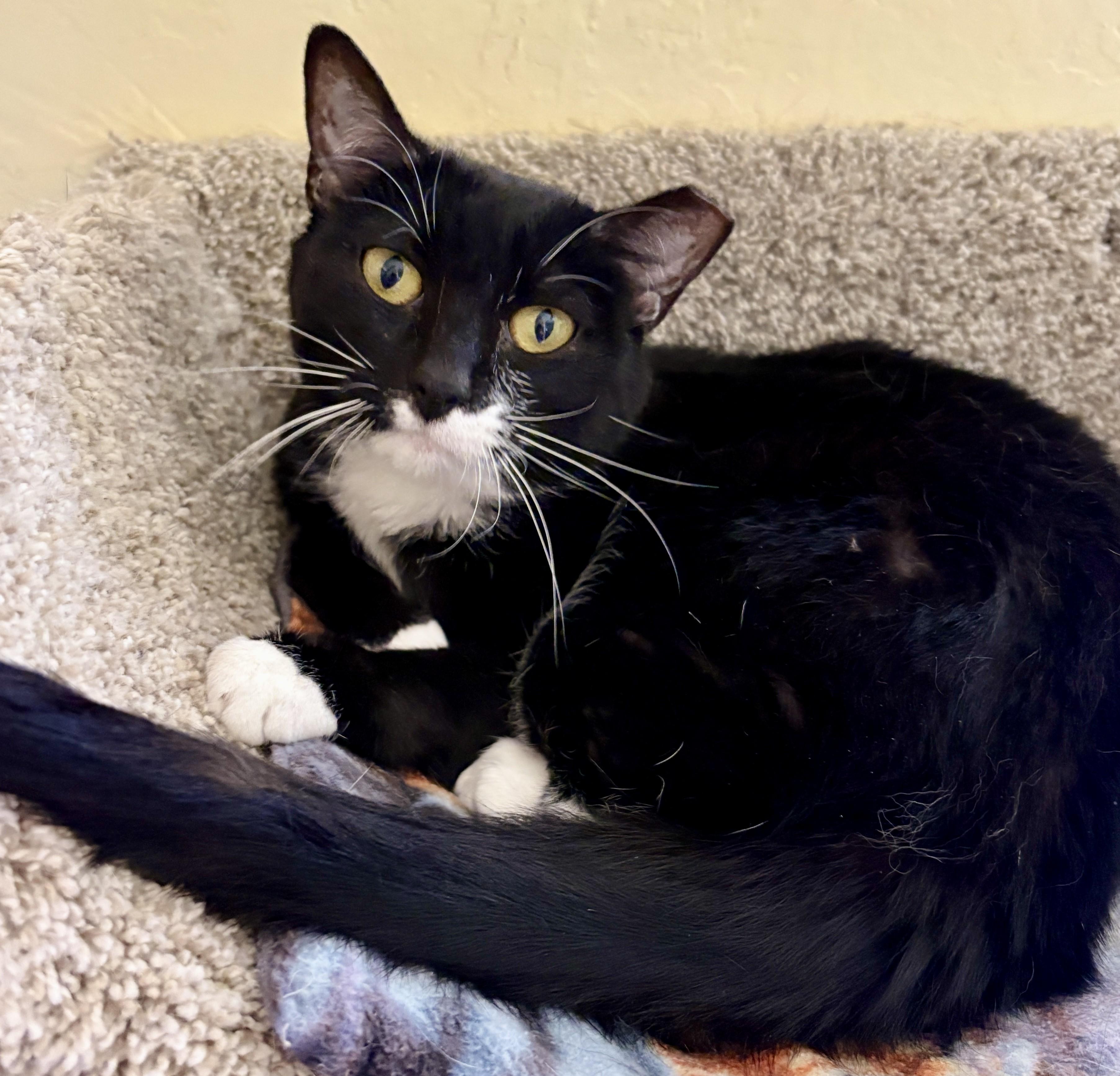 MOON PIE, a ADOPTABLE Tuxedo in Prescott, AZ image 5/5