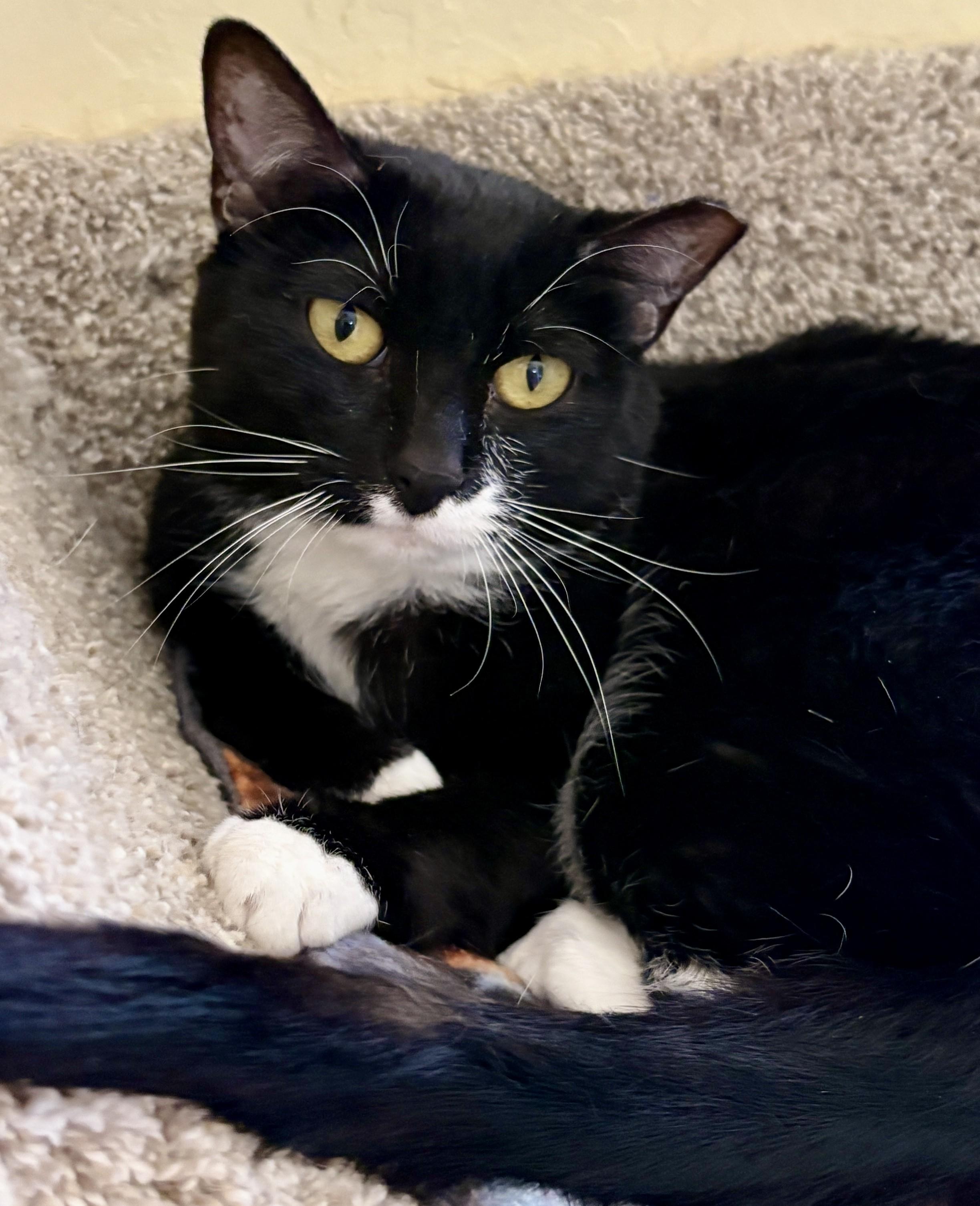 MOON PIE, a ADOPTABLE Tuxedo in Prescott, AZ image 4/5