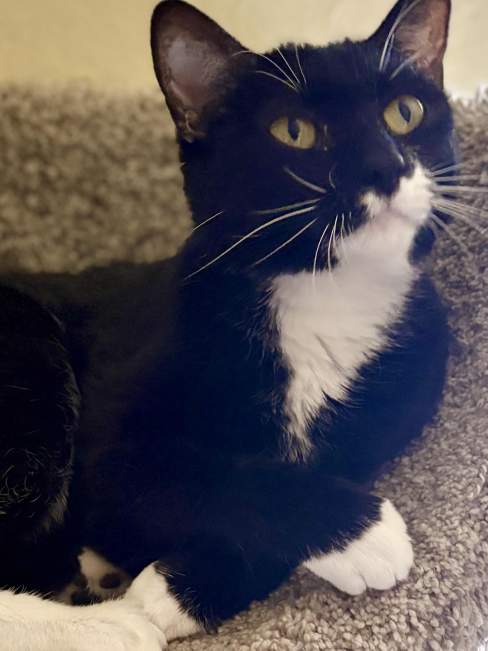 MOON PIE, a ADOPTABLE Tuxedo in Prescott, AZ image 2/5
