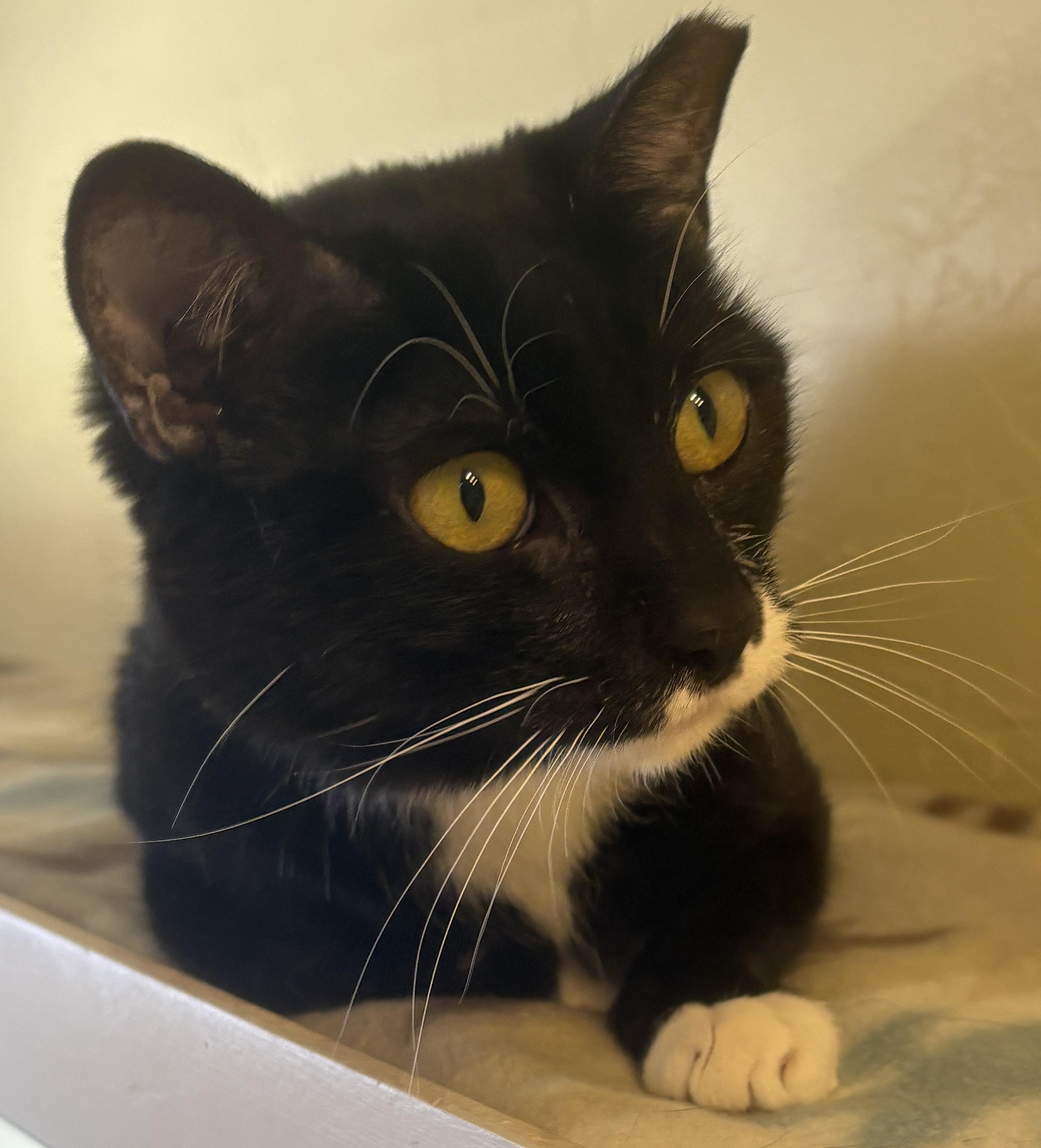 MOON PIE, ADOPTABLE, Adult Female Tuxedo.