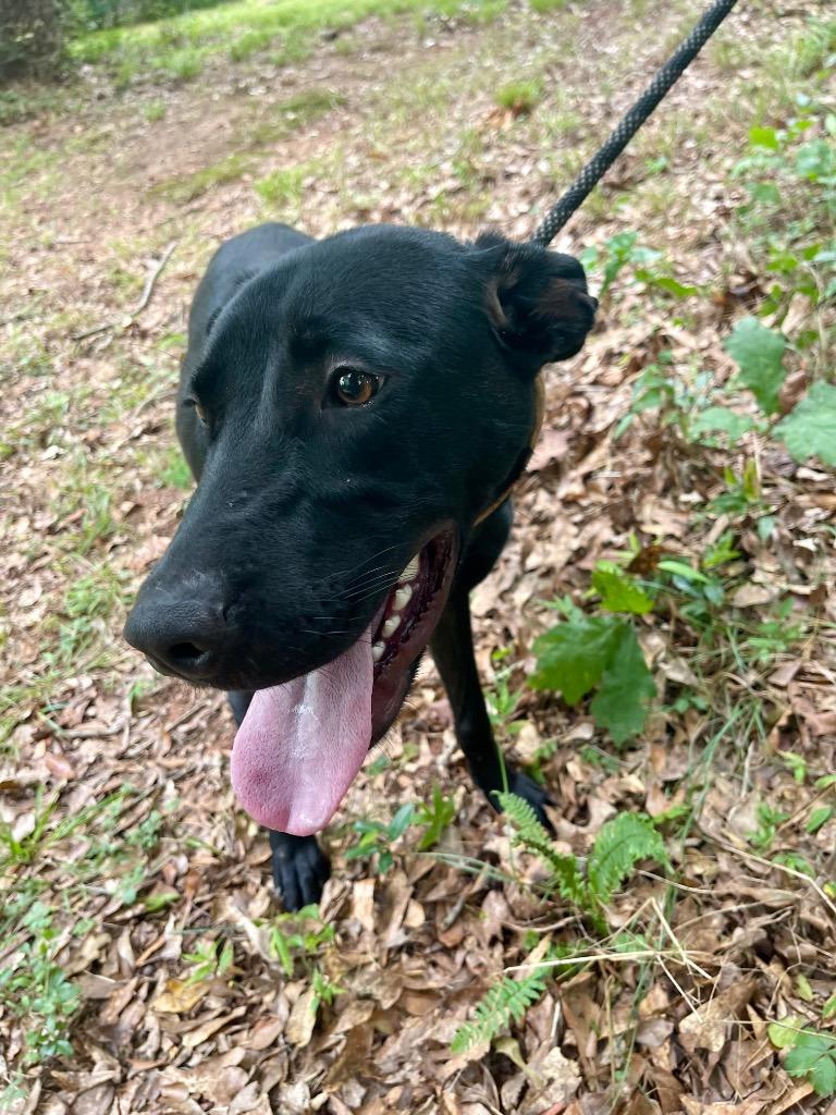 Skipper, a Adoptable mixed breed in Forsyth, GA image 1/3