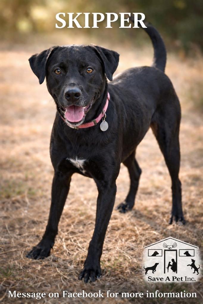 Skipper, a Adoptable mixed breed in Forsyth, GA image 2/3