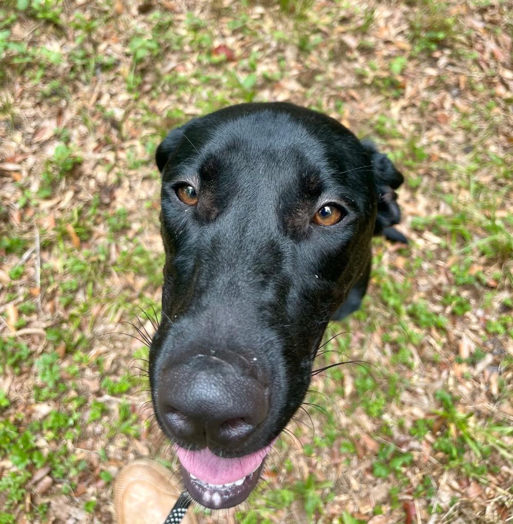 Skipper, a Adoptable mixed breed in Forsyth, GA image 3/3