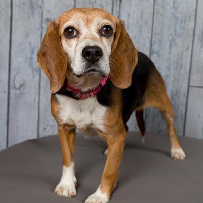 Dolly, adopted, Senior Female Beagle.