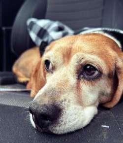 Enlarge Dolly, an adopted Beagle in Sudbury, MA image 3/5