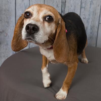 Enlarge Dolly, an adopted Beagle in Sudbury, MA image 2/5