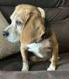 Enlarge Dolly, an adopted Beagle in Sudbury, MA image 5/5