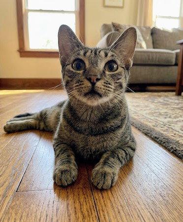 Deb (retired mom), Adoptable, Young Female Domestic Short Hair.