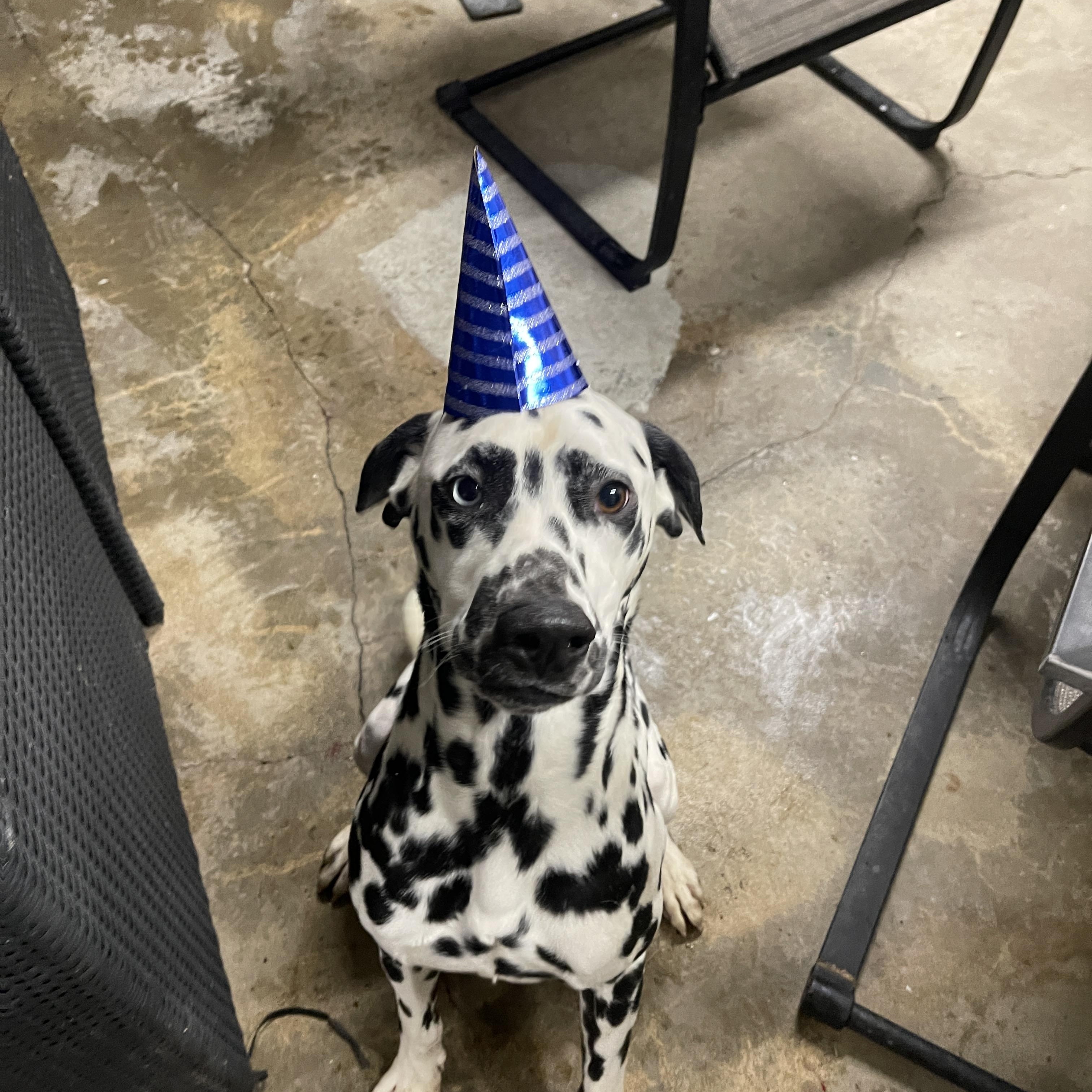 Enlarge Oly-Ontario, CA, a ADOPTABLE Dalmatian in Ontario, CA image 2/3