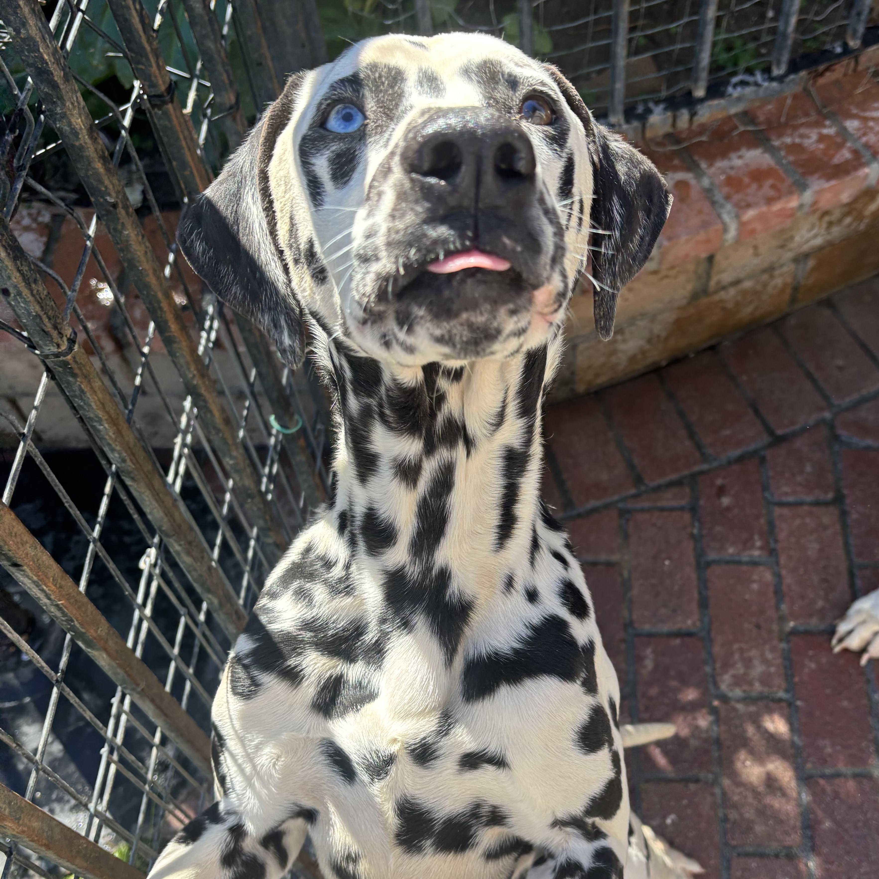 Oly-Ontario, CA, ADOPTABLE, Adult Male Dalmatian.