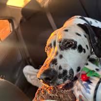 Enlarge Oly-Ontario, CA, a ADOPTABLE Dalmatian in Ontario, CA image 3/3