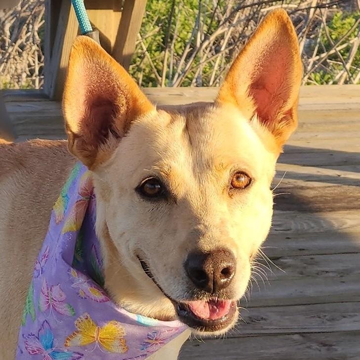 Maddie, a Adoptable mixed breed in Corpus Christi, TX image 5/6