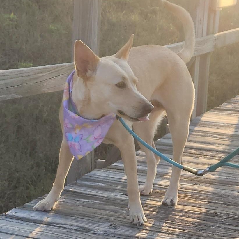 Maddie, a Adoptable mixed breed in Corpus Christi, TX image 2/6