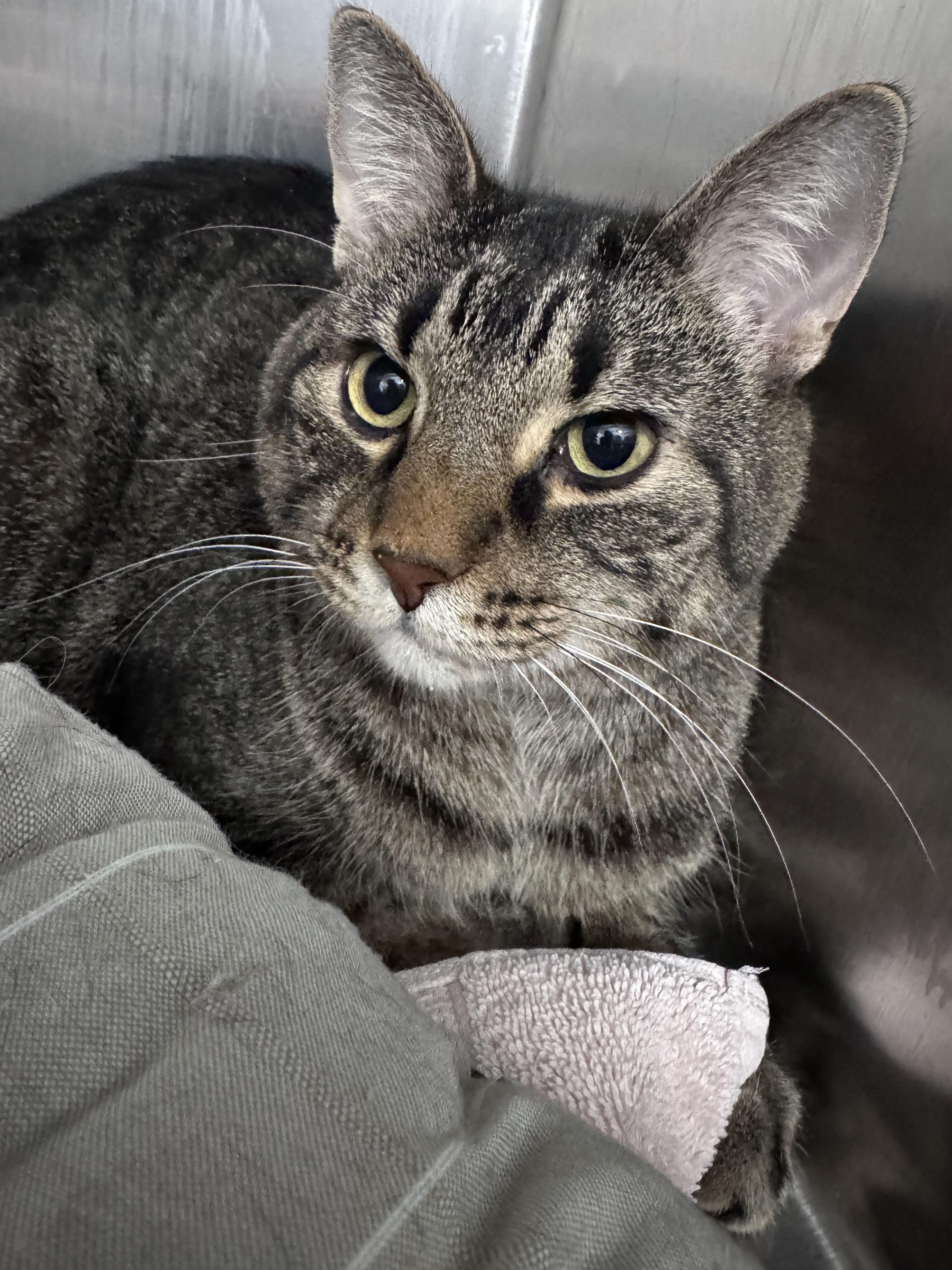Blaze and Smokey Bear, an adopted Domestic Short Hair in Waltham, MA image 3/4