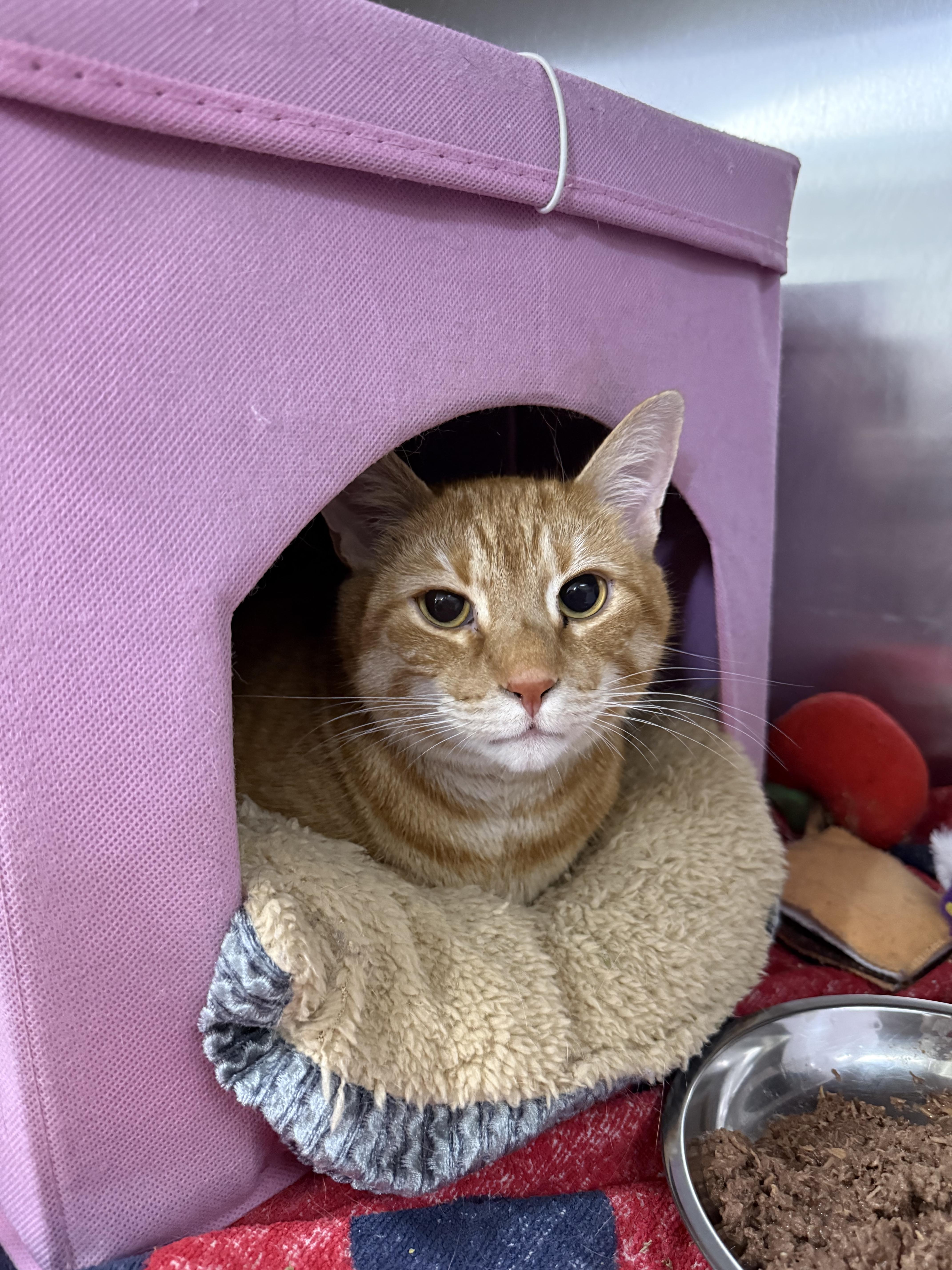 Blaze and Smokey Bear, adopted, Young Male Domestic Short Hair.