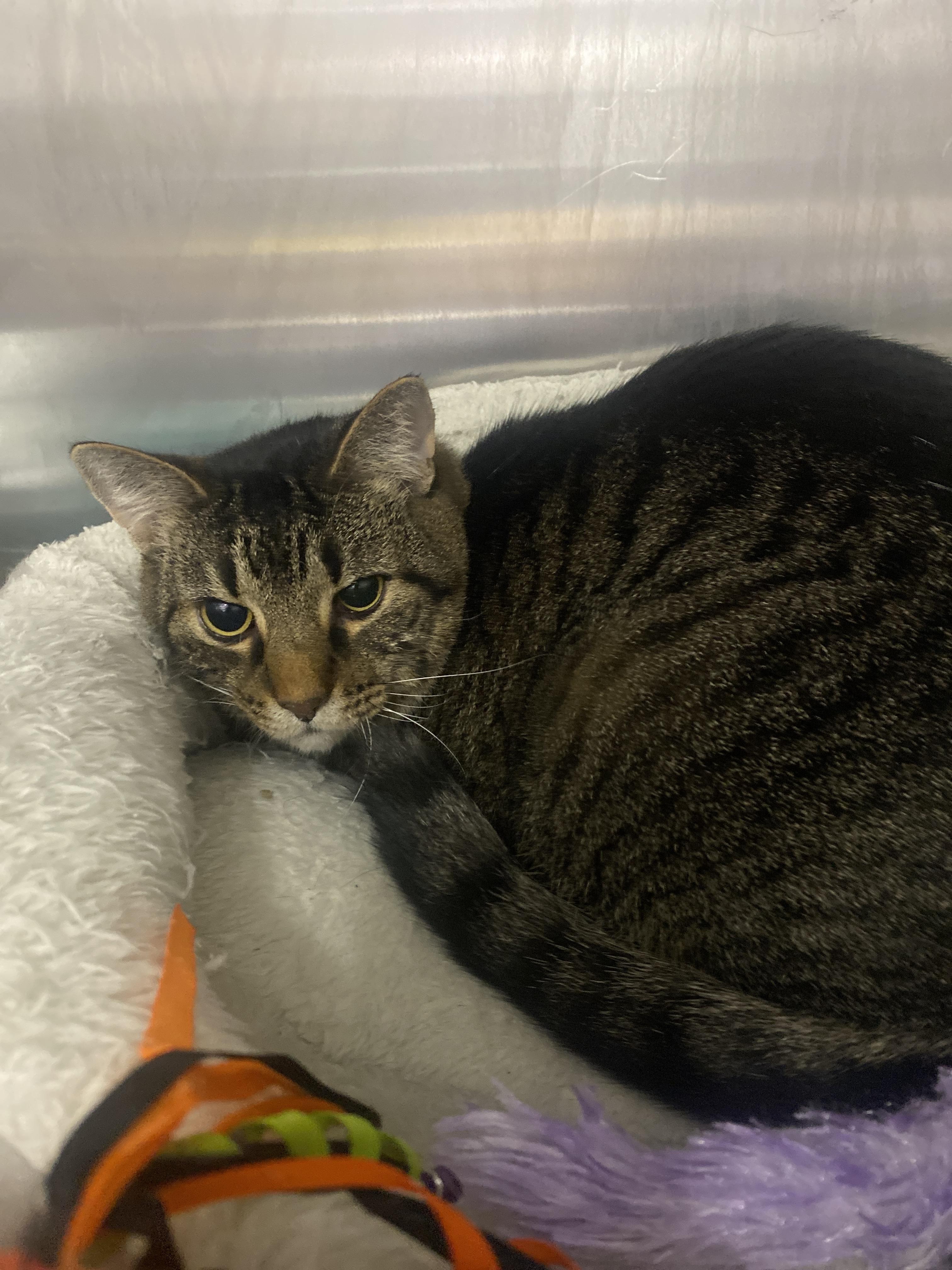 Blaze and Smokey Bear, an adopted Domestic Short Hair in Waltham, MA image 2/4