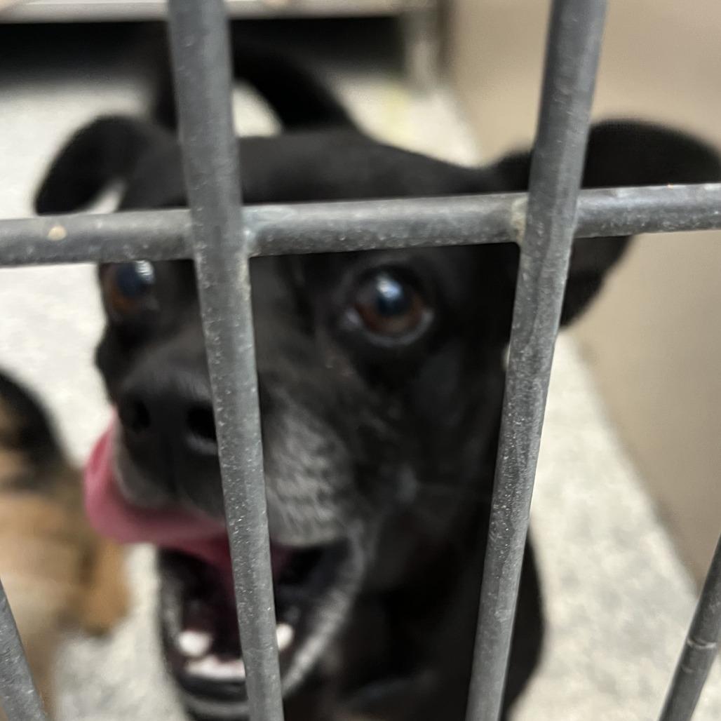 Enlarge Tux, a Adoptable Chihuahua in Taos, NM image 1/1
