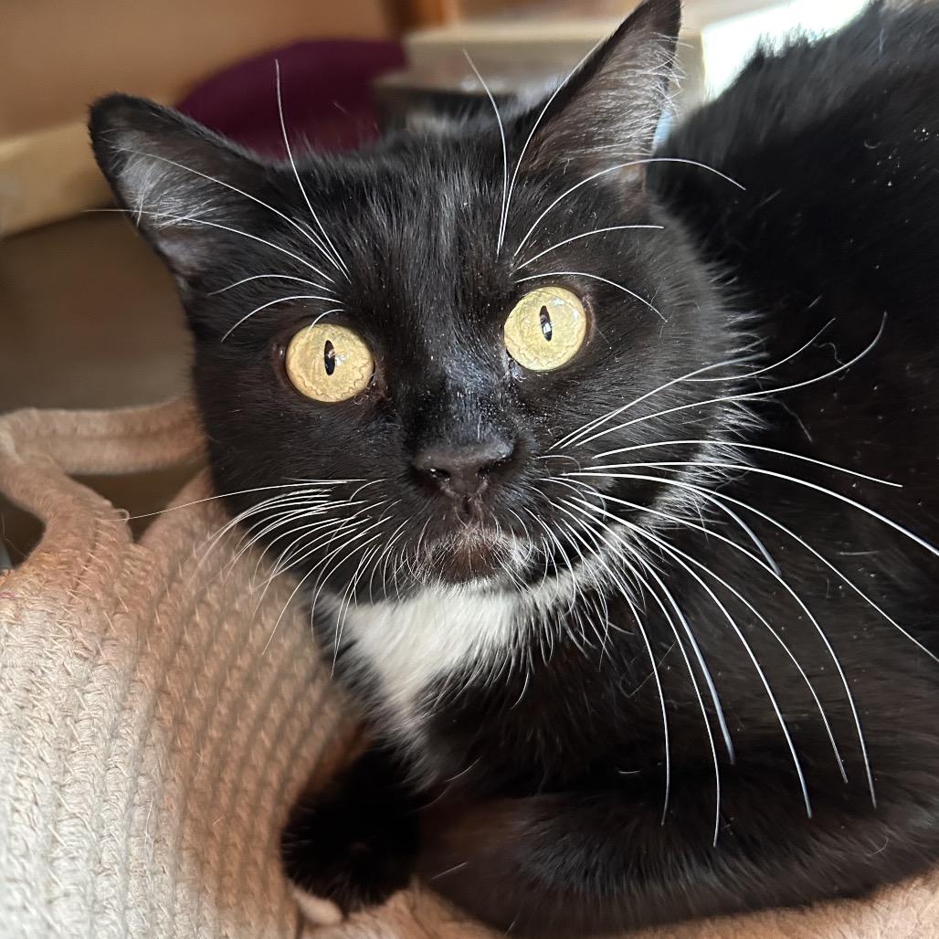 Enlarge Violet, a Adoptable Domestic Short Hair in Lakewood, CO image 1/1