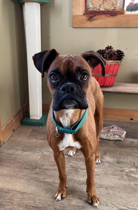 Enlarge Jasmine, a Adopted Boxer in Genoa, IL image 1/1
