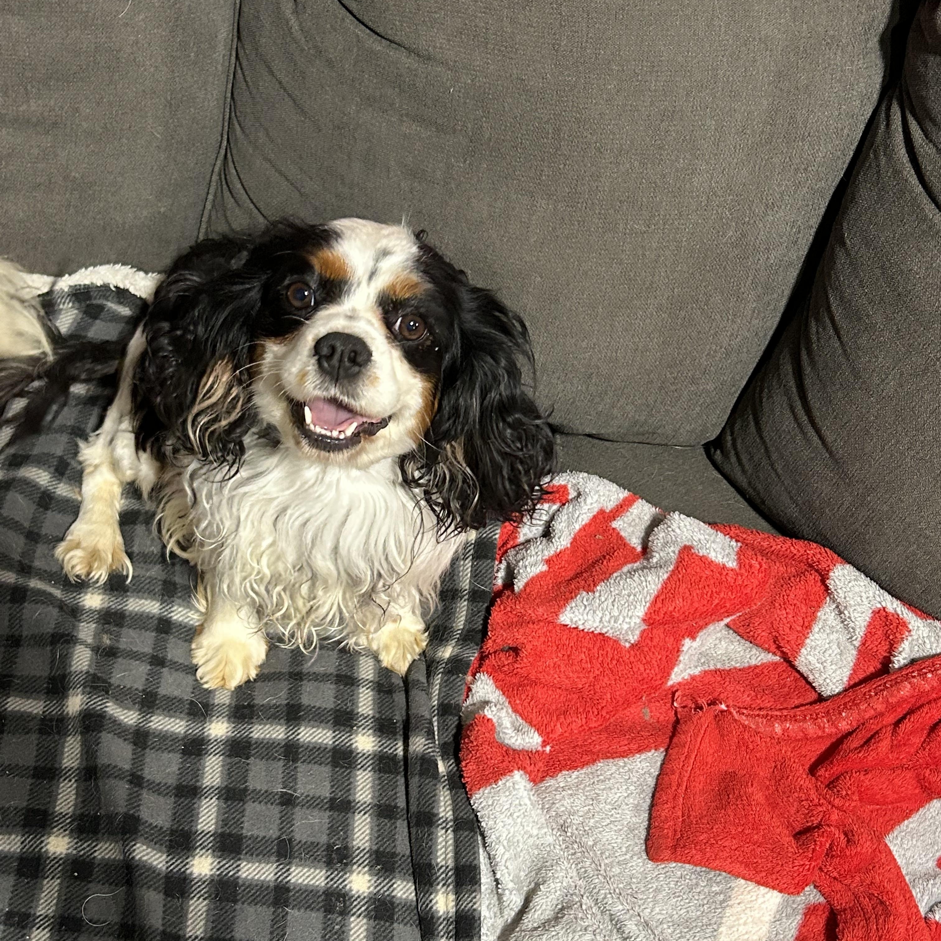 Daisey.  Couch kid