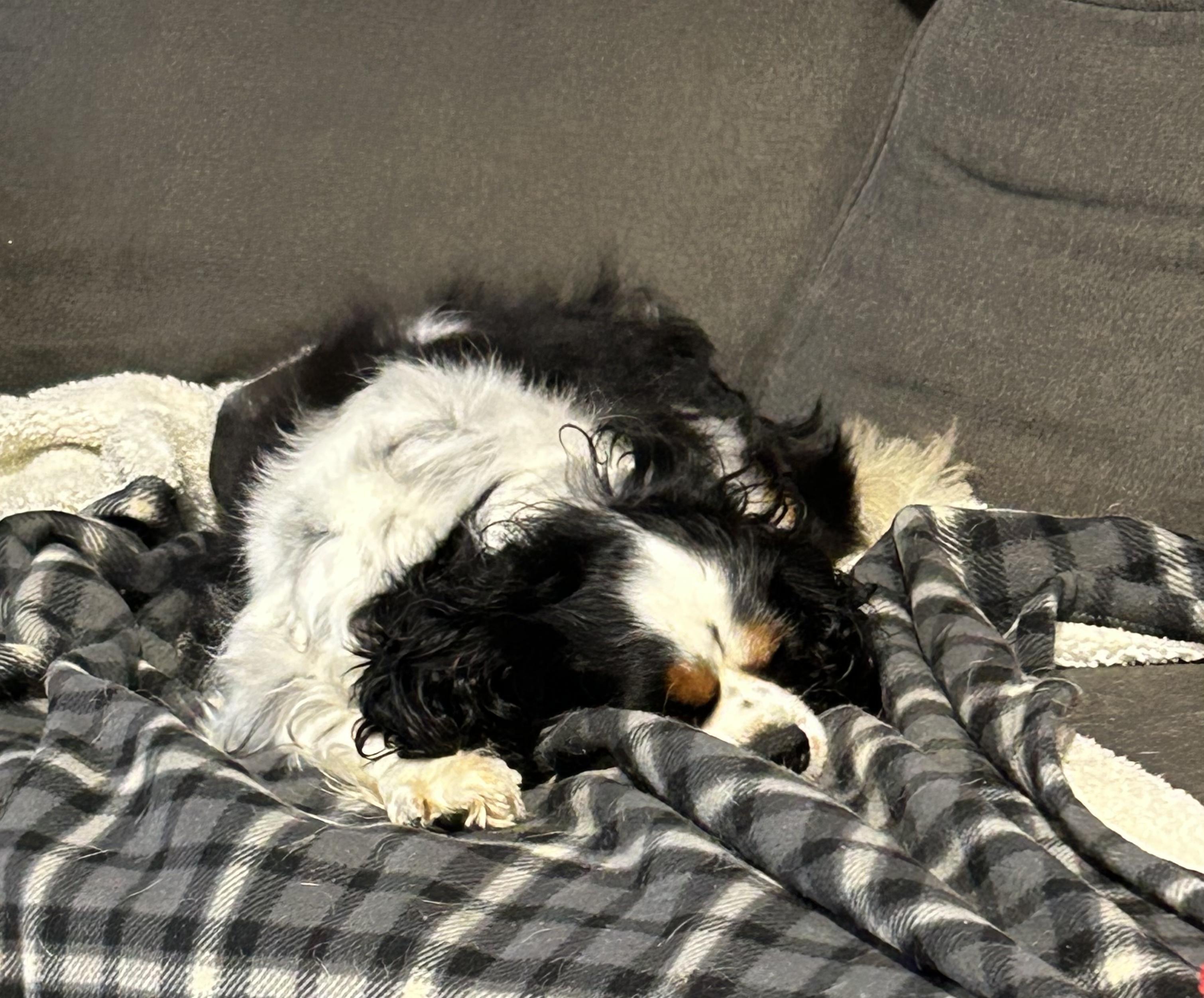 Daisey.  Couch kid