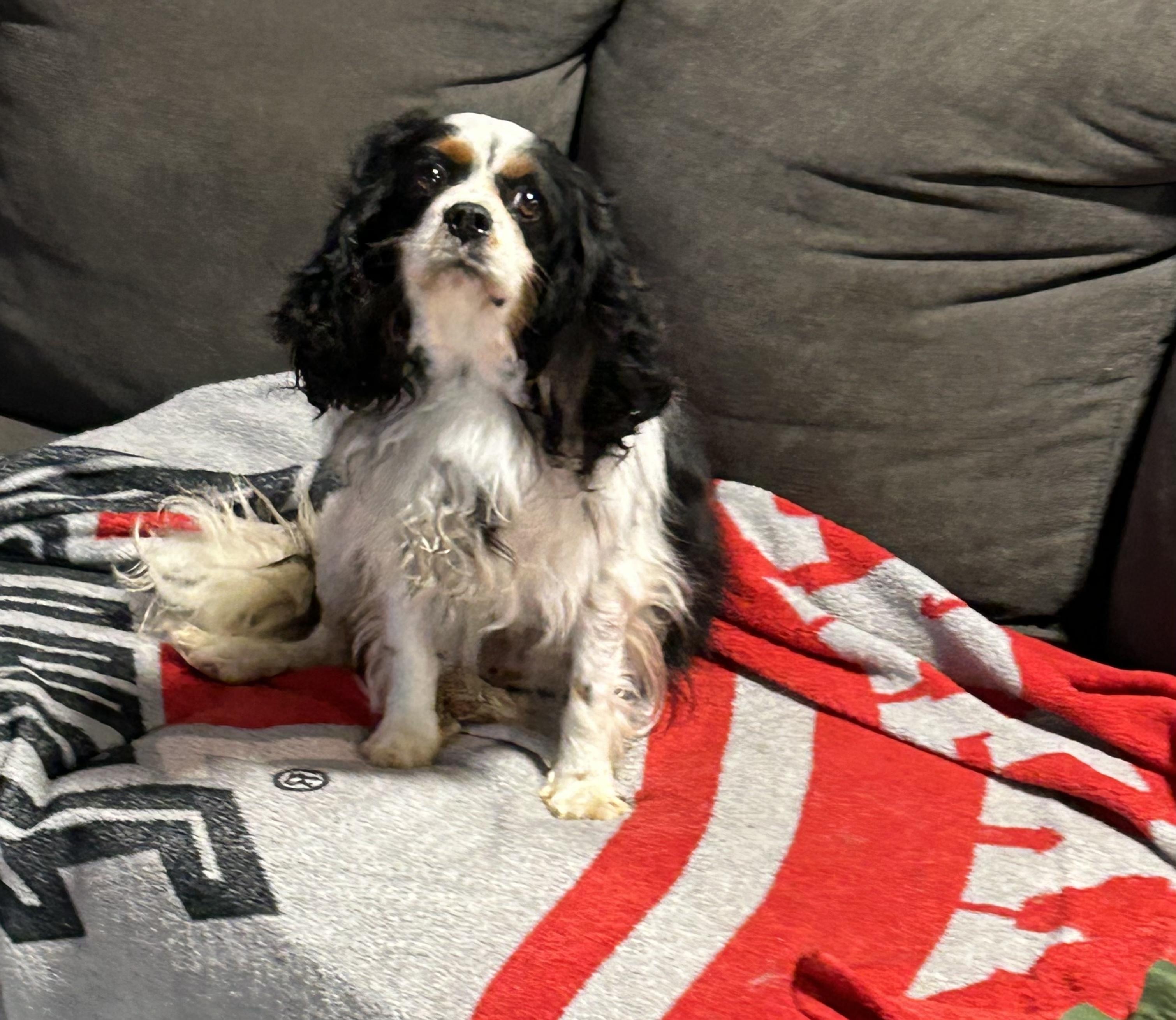 Daisey.  Couch kid