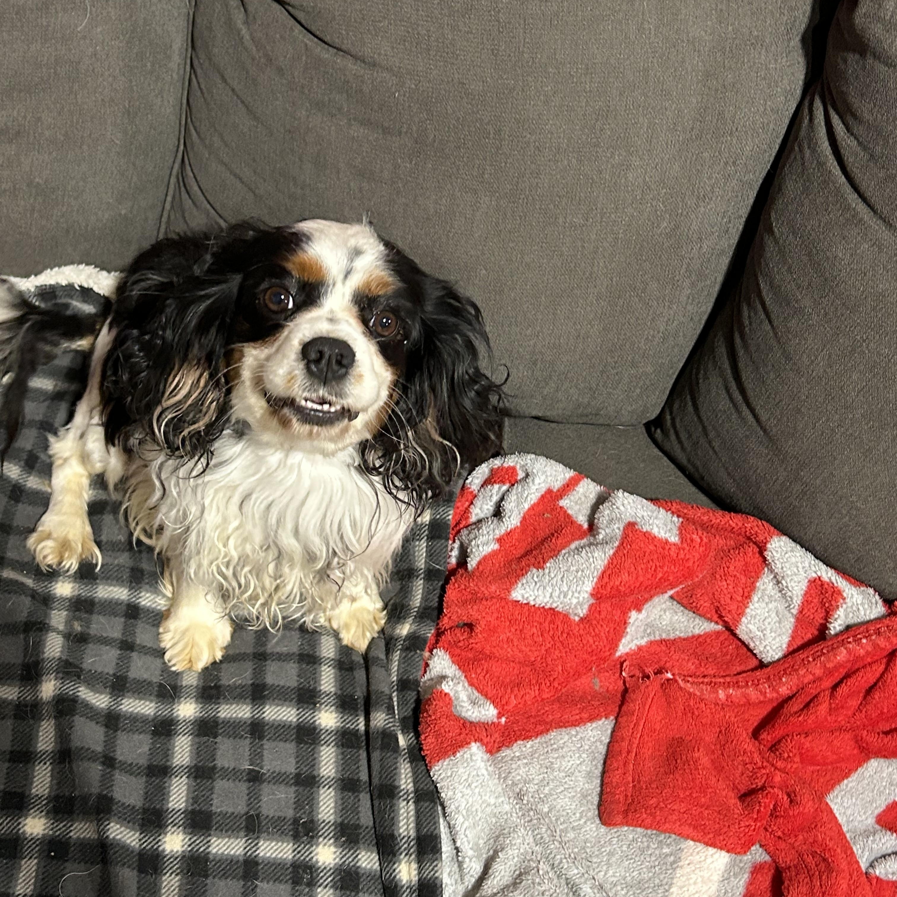 Daisey.  Couch kid
