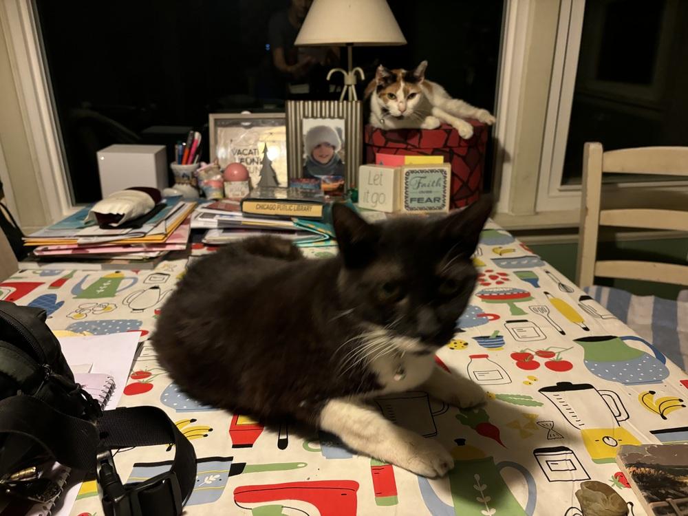 Enlarge Mommy, a Adoptable Domestic Short Hair in Wheaton, IL image 2/4