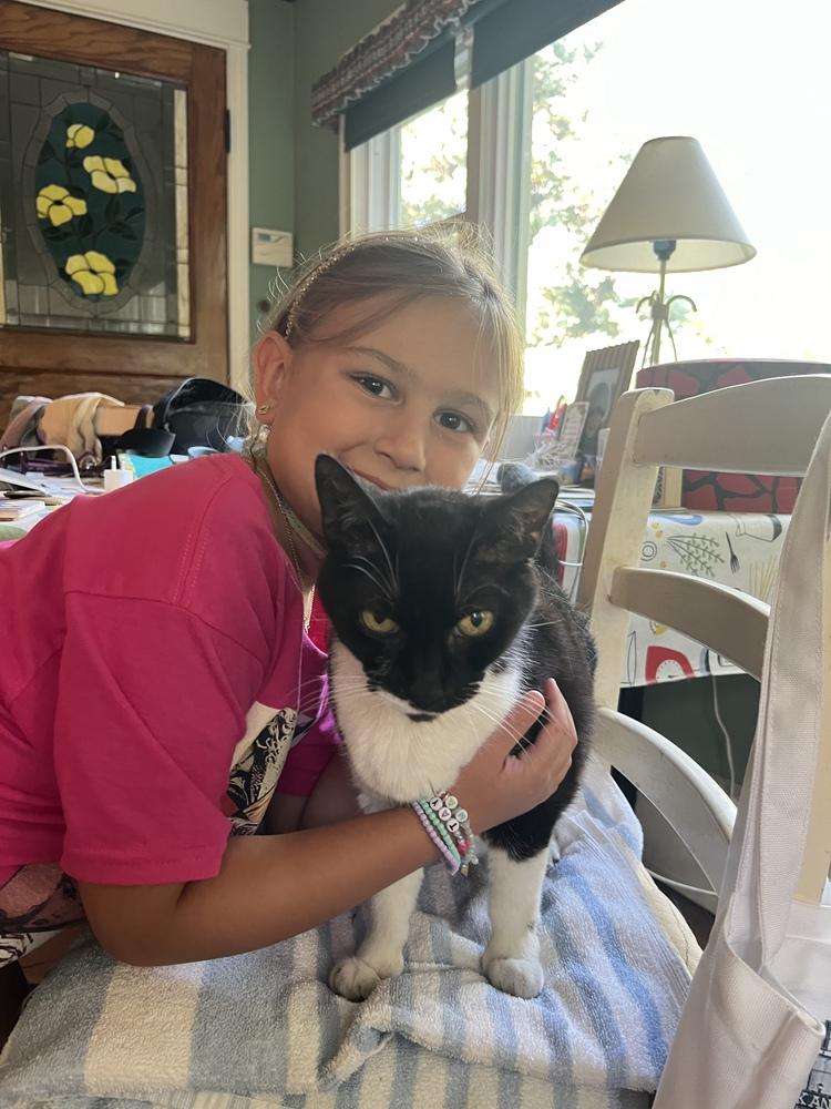 Enlarge Mommy, a Adoptable Domestic Short Hair in Wheaton, IL image 3/4