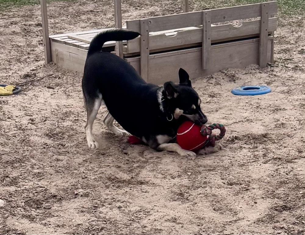 Sheena, Adoptable, Young Female Shepherd.