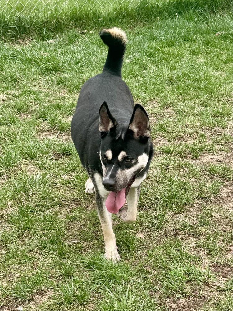 Enlarge Sheena, a Adoptable mixed breed in Kalamazoo, MI image 2/6