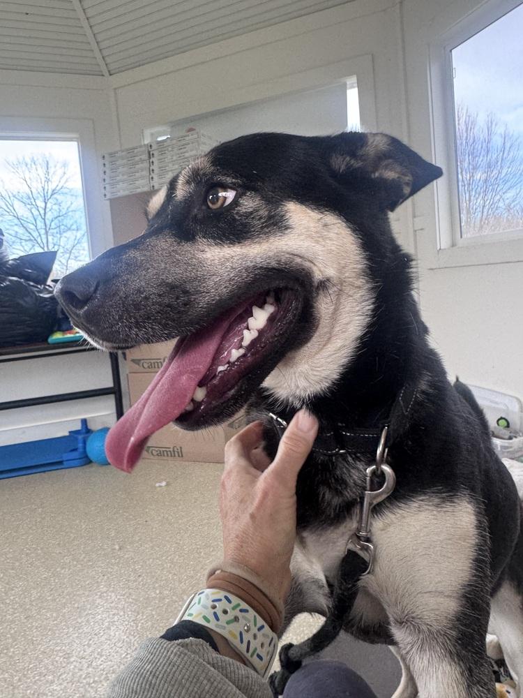 Enlarge Sheena, a Adoptable mixed breed in Kalamazoo, MI image 3/6