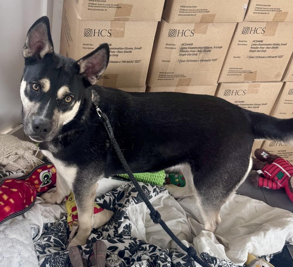 Enlarge Sheena, a Adoptable mixed breed in Kalamazoo, MI image 4/6