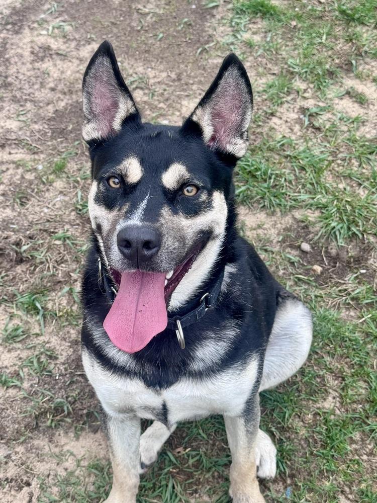 Enlarge Sheena, a Adoptable mixed breed in Kalamazoo, MI image 5/6