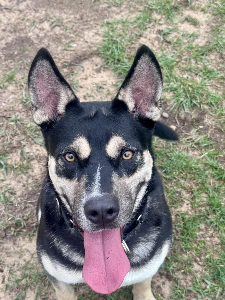 Enlarge Sheena, a Adoptable mixed breed in Kalamazoo, MI image 6/6