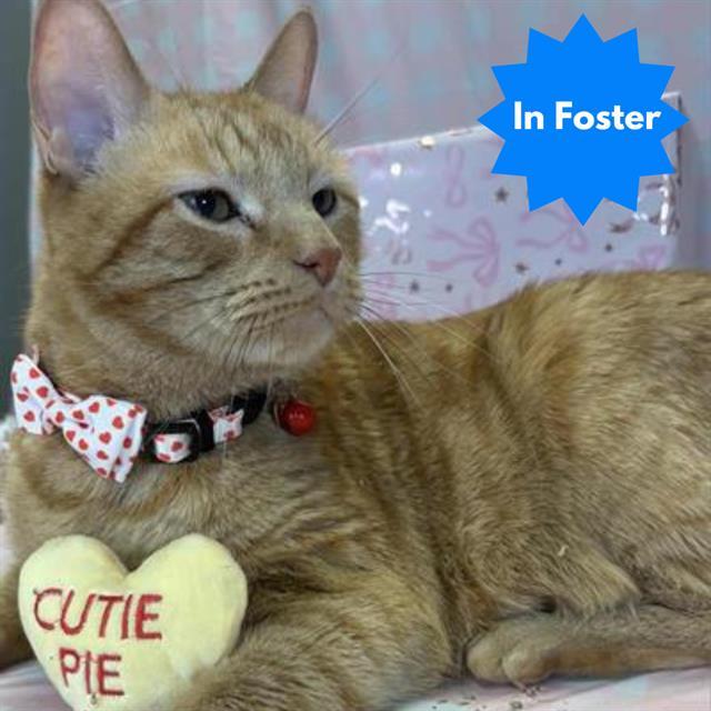 SIMBA, Adoptable, Senior Male Domestic Short Hair.
