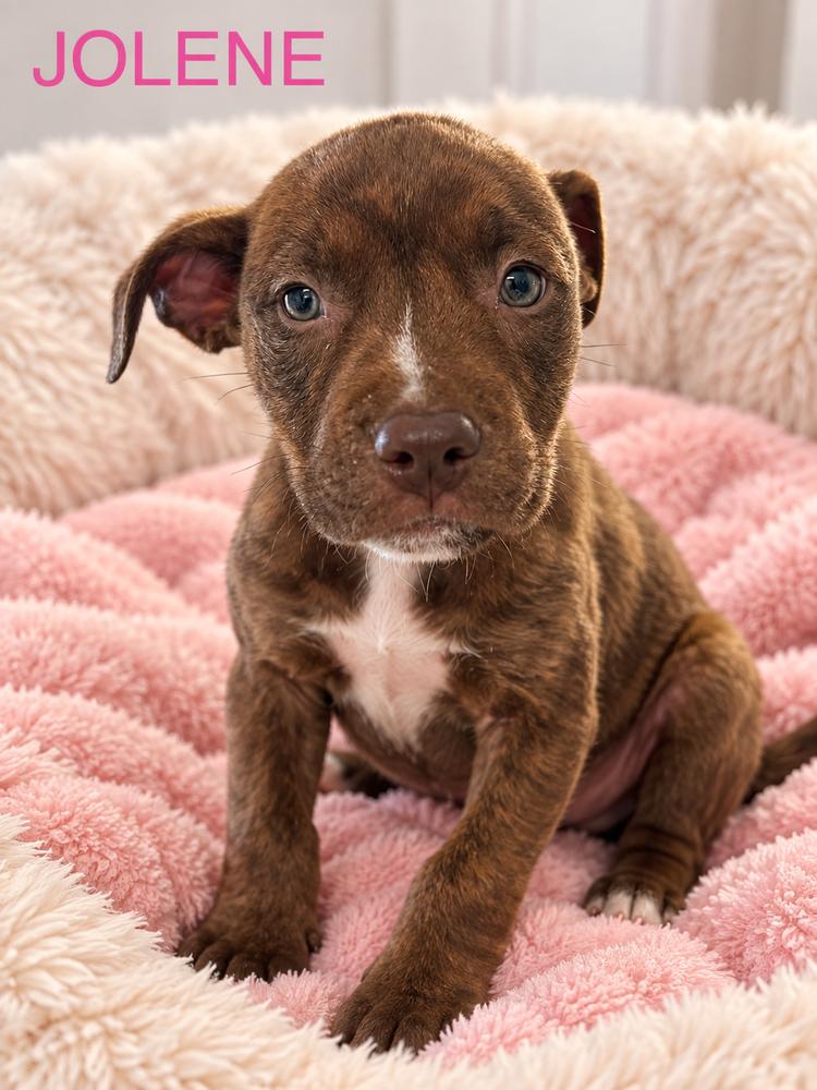 Jolene, Adoptable, Puppy Female Pit Bull Terrier.