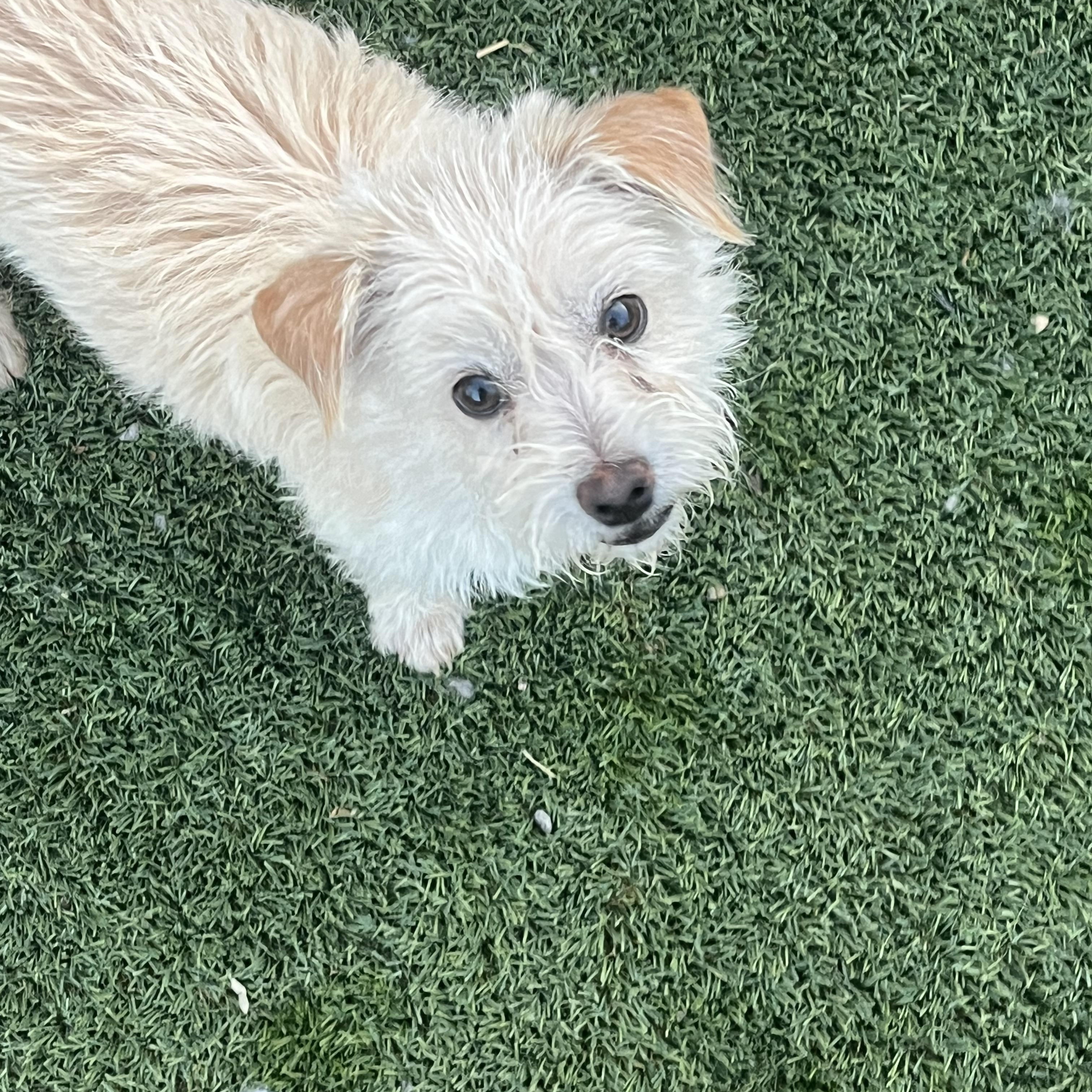 Enlarge Lollipop, an adopted mixed breed in Longmont, CO image 1/1