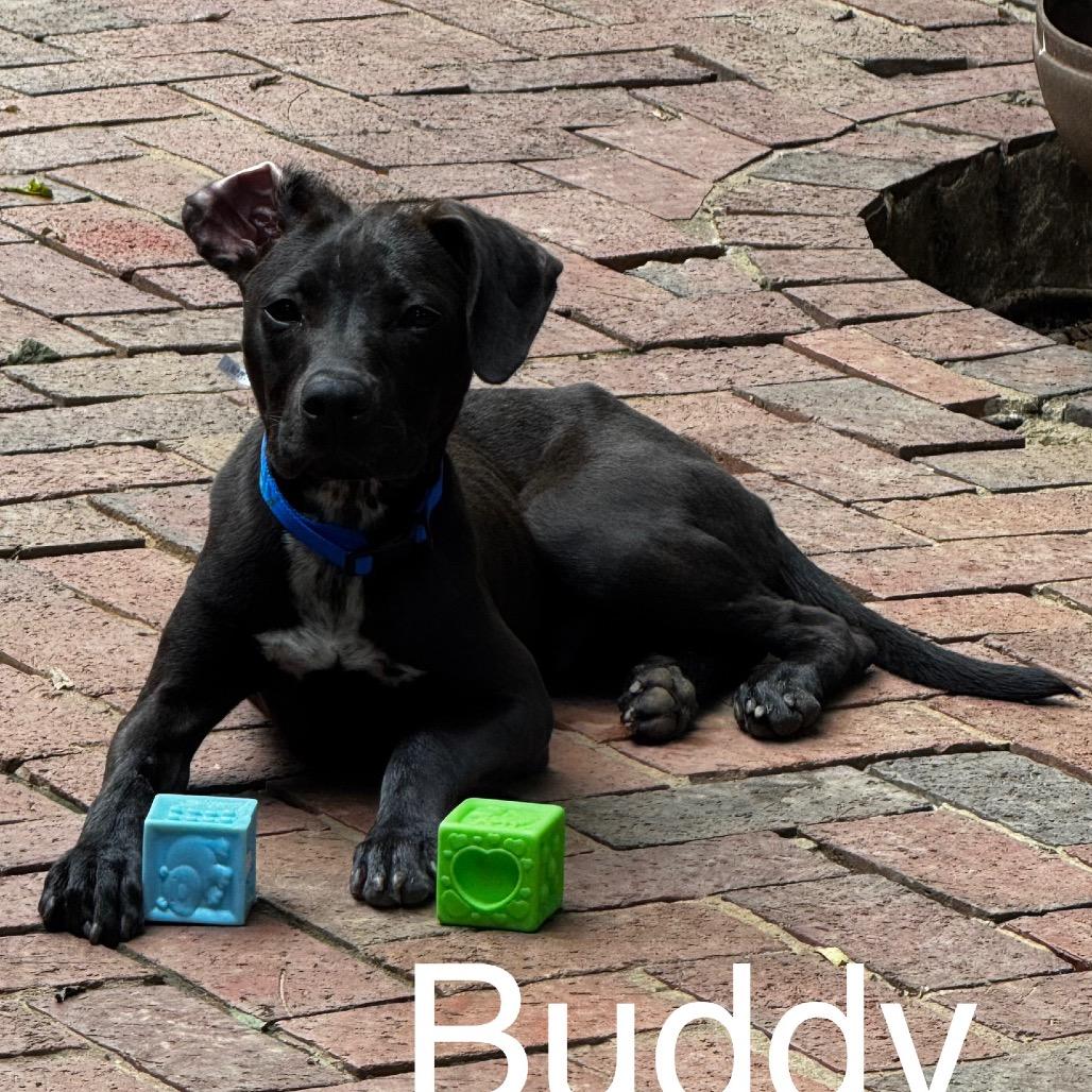 Enlarge Buddy, a Adoptable mixed breed in Birmingham, AL image 1/1