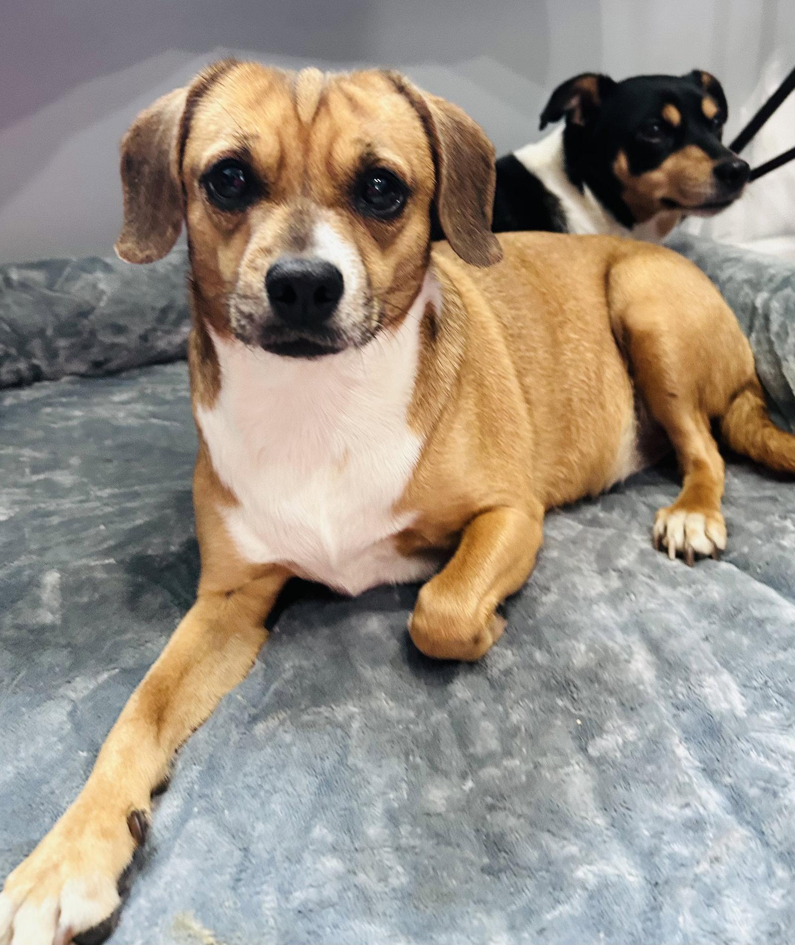 Enlarge Biscuit the Beagle, a Adoptable mixed breed in Elizabethtown, PA image 1/3