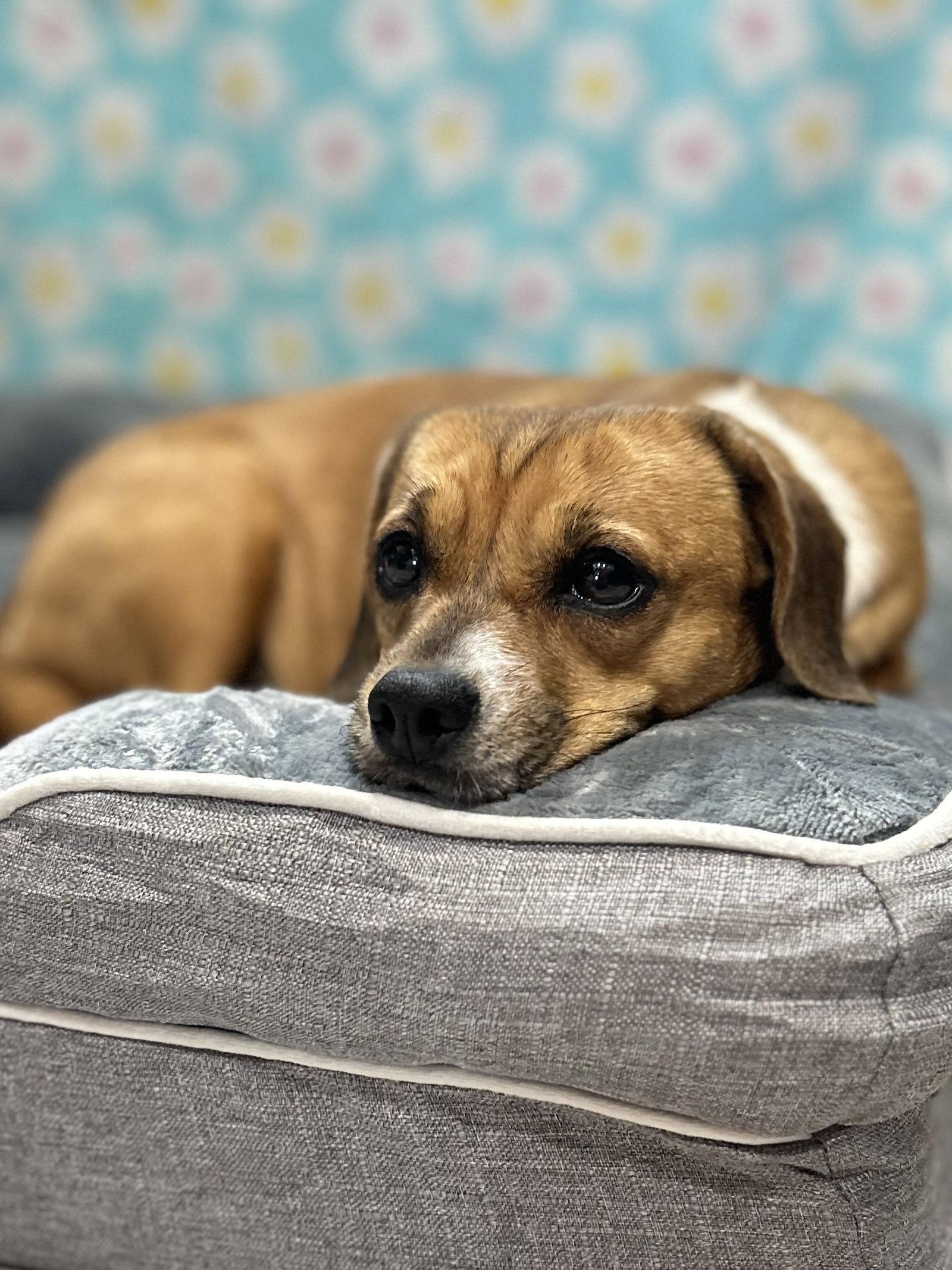 Enlarge Biscuit the Beagle, a Adoptable mixed breed in Elizabethtown, PA image 2/3
