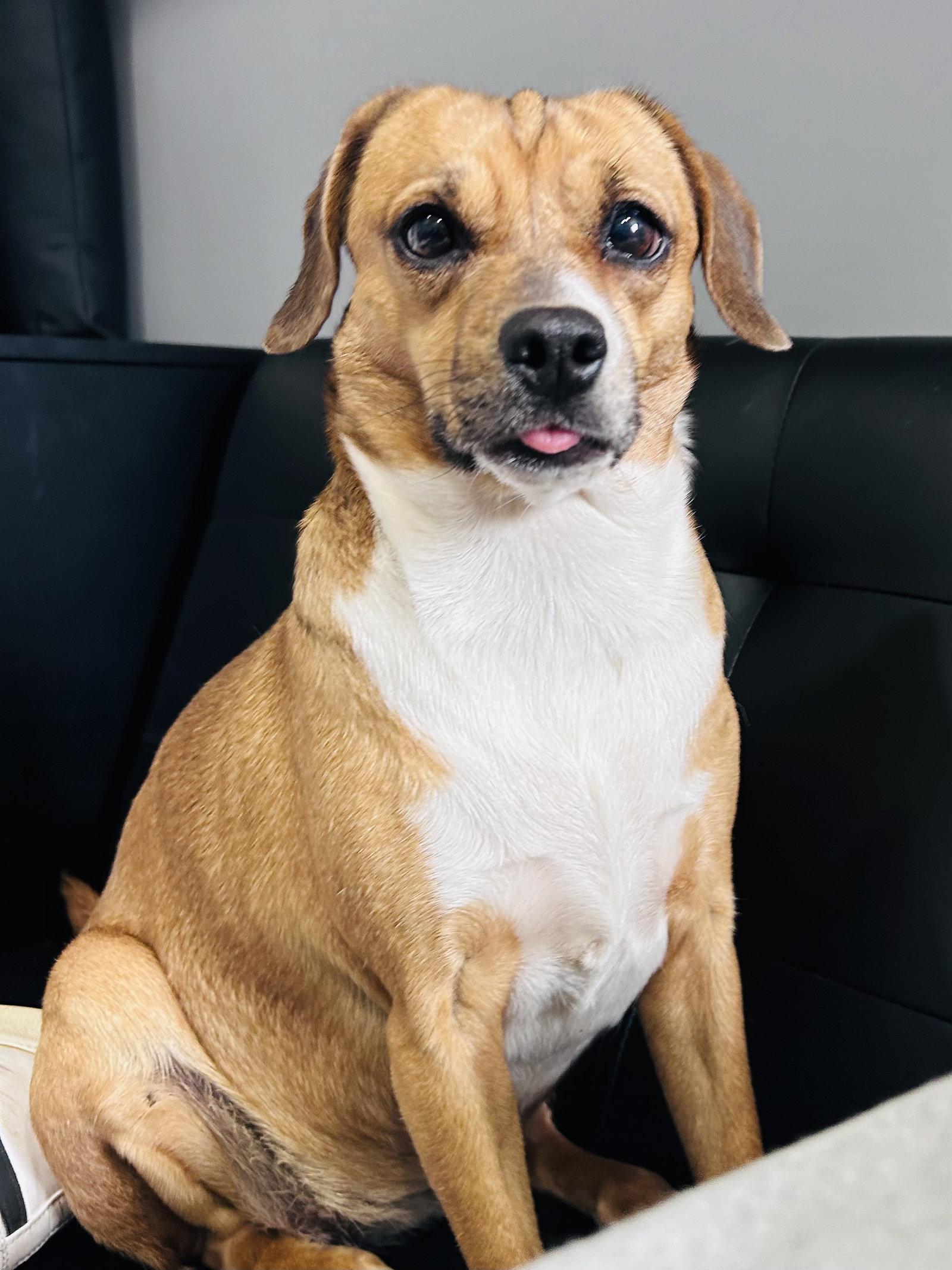 Enlarge Biscuit the Beagle, a Adoptable mixed breed in Elizabethtown, PA image 3/3