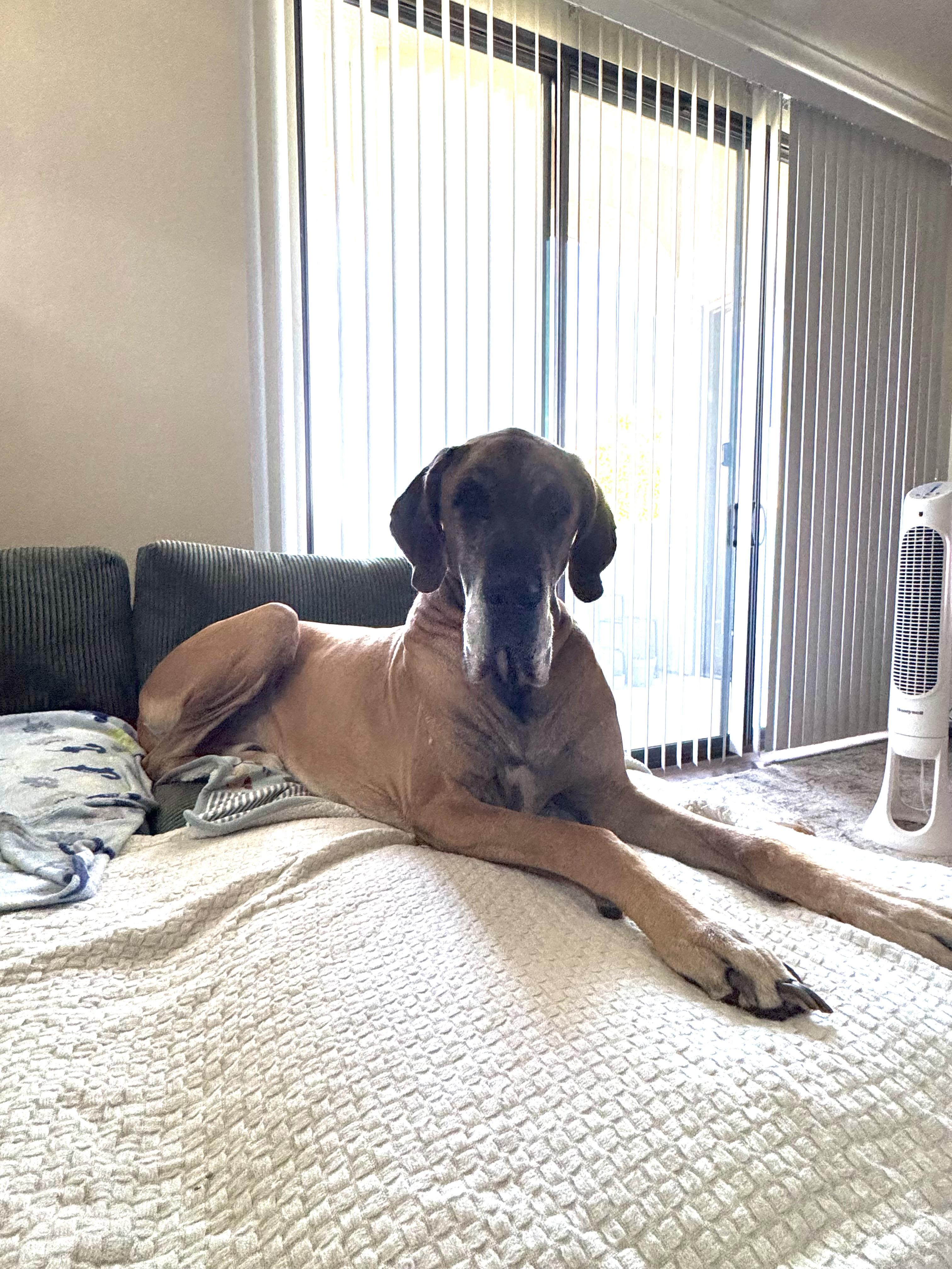 Enlarge Moose, a Adoptable Great Dane in Mesa, AZ image 1/6