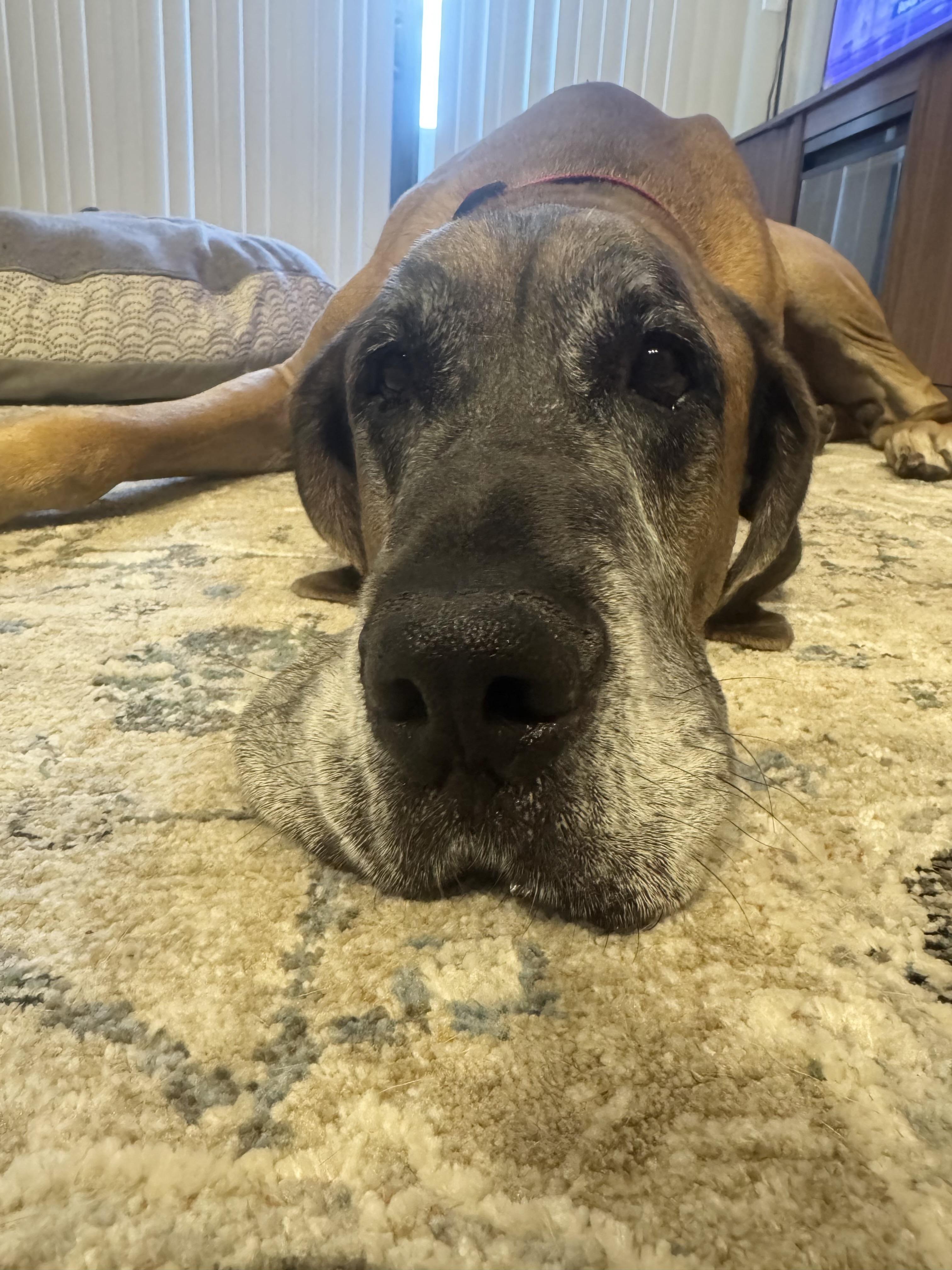 Enlarge Moose, a Adoptable Great Dane in Mesa, AZ image 2/6